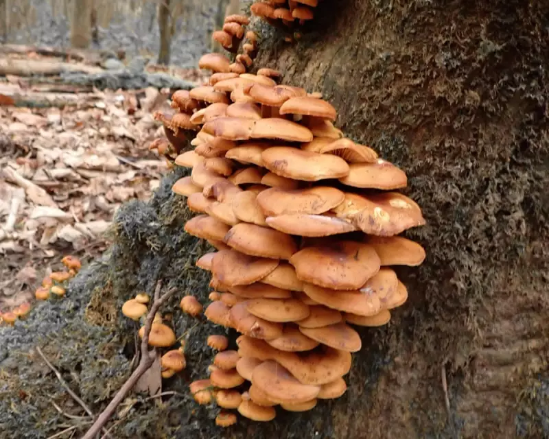 From Toxic Dump to Thriving Woodland: The Remarkable Rebirth of Mousley Bottom