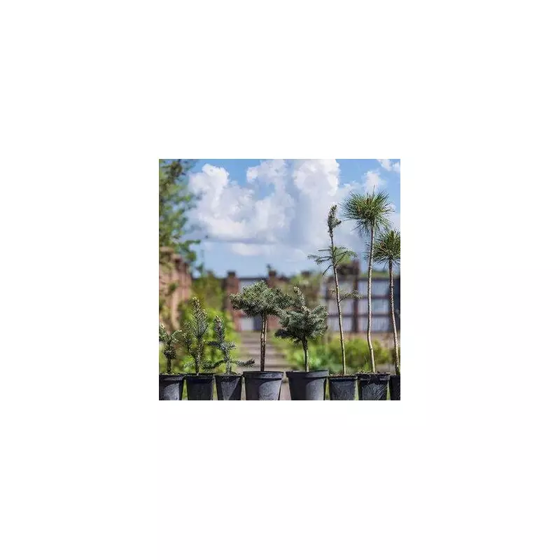 Garden Expert: 'Gorgeous' Amelanchier Tree Thrives in January's Cold