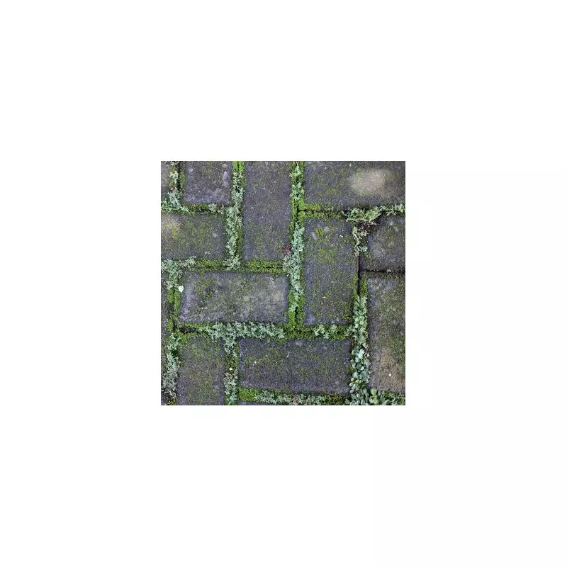 Gardening Experts Reveal Natural Moss Removal Method for Patios