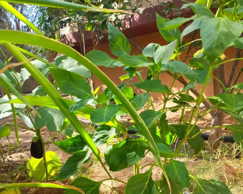 Gaza Family's Defiant Garden Blooms Amidst Israeli Bombardment