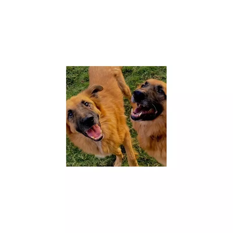 German Shepherds Jimmy & Hector Wait 730 Days for a Home After Rescue