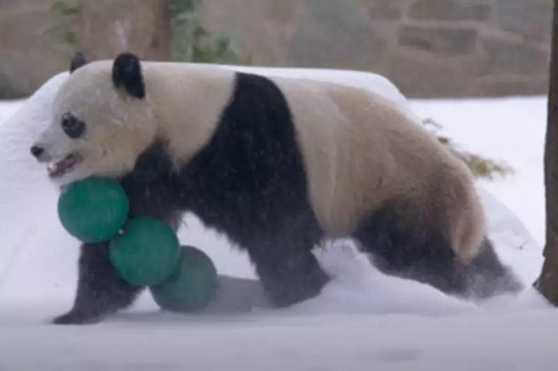 Giant Pandas Bao Li and Qing Bao Play in Snow at Washington DC Zoo
