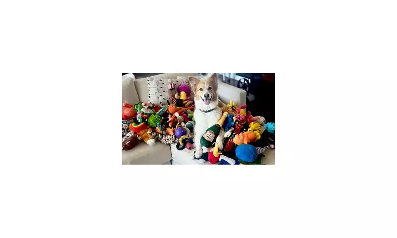 Gifted Dogs Learn Words Like Toddlers, Study Reveals