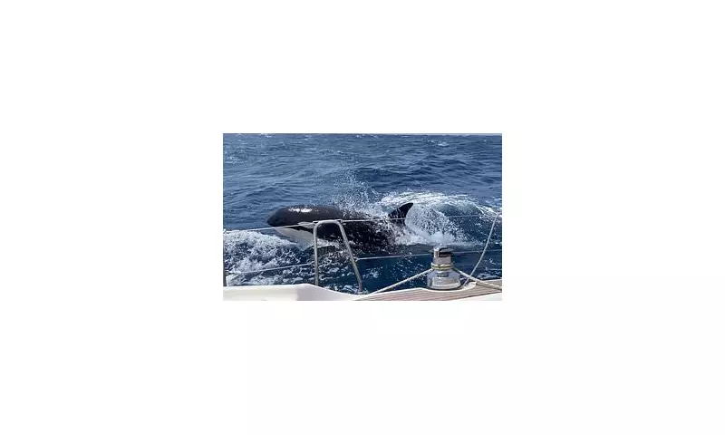 Gladiator Orcas in Gibraltar Speak Unique Language, Scientists Reveal