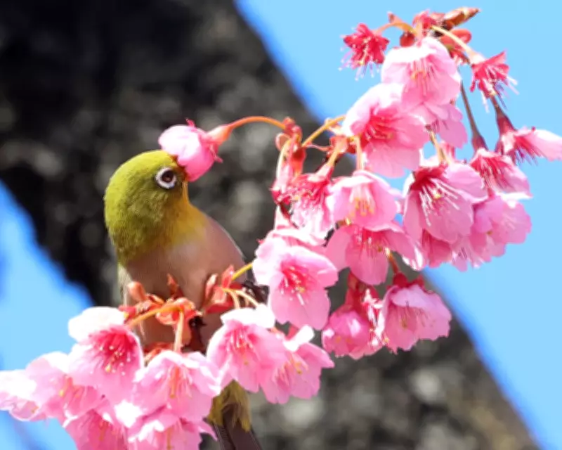 Global Snapshot: From Tokyo Blossoms to Gaza's Struggle in Daily Photos