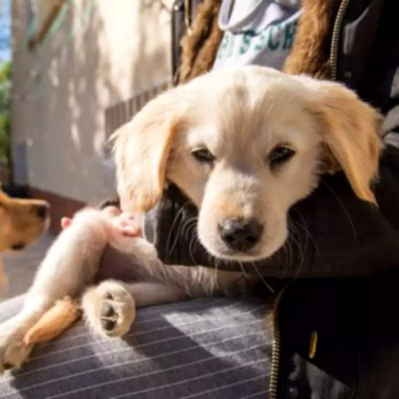 Golden Retriever Puppy's Weight Stuns Owner at Seven Months Old