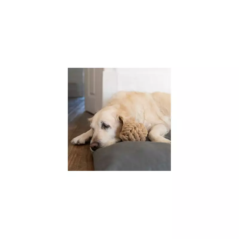 Golden Retriever's 'Big Feelings' When Meeting New Puppy Brother Goes Viral