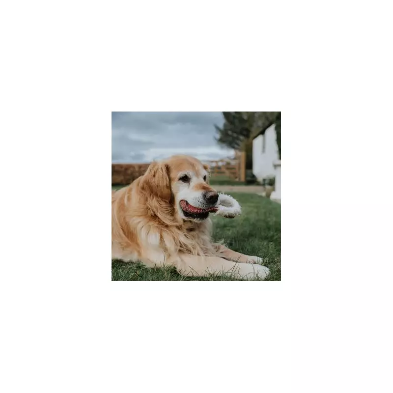 Golden Retriever's Heartwarming Reaction to Spotting Favourite Human at Daycare