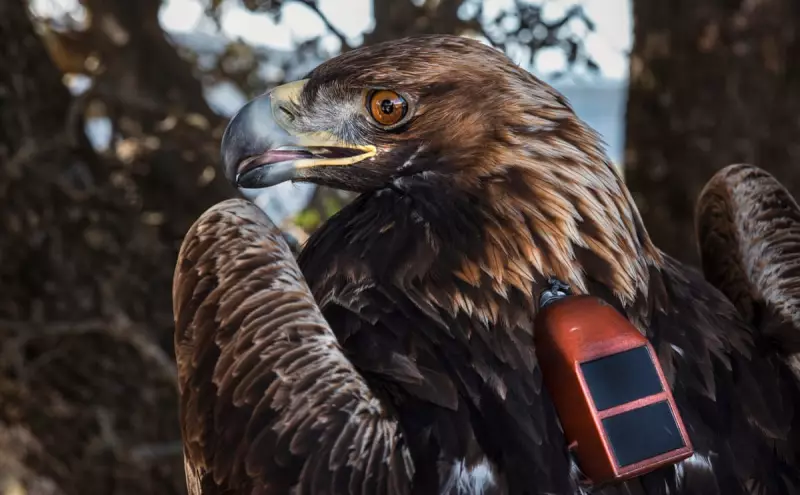 GPS Tags Reveal How Human Activity Forces Eagles to Change Behaviour