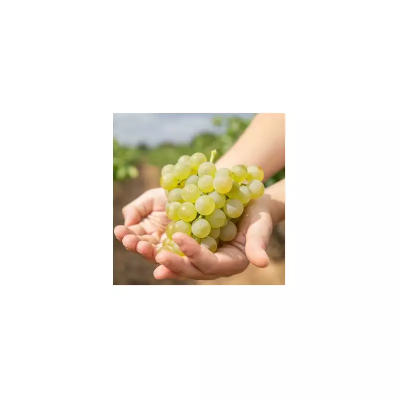 Grapes Combat Heart Disease and Boost Longevity Through Gut Health