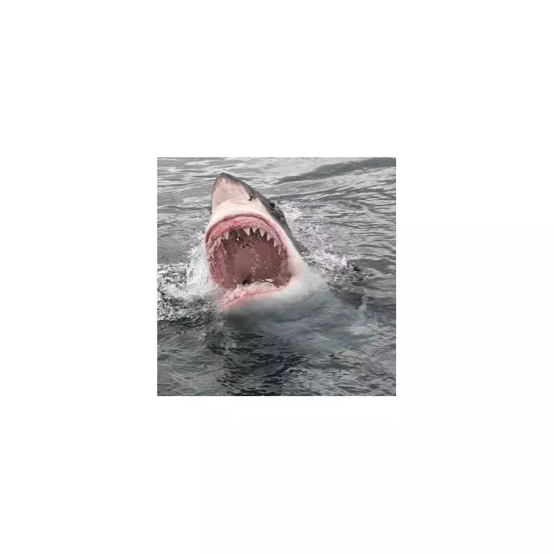 Great White Shark Attack 1985: Mum's Headless Torso Found After Frenzied Attack