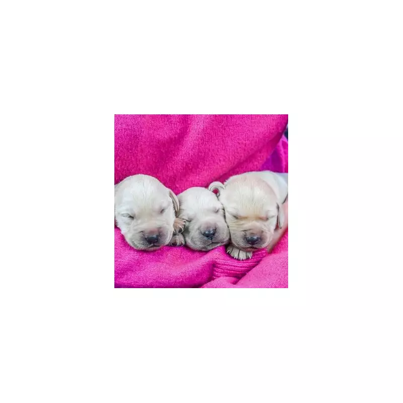 Guide Dogs Charity Celebrates First Litter of 2026: 10 Adorable Puppies Born