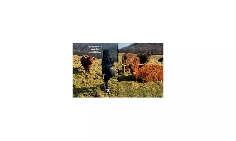Hampshire Highland Cow Beauty Spot Rescue Sparks Fire Service Warning