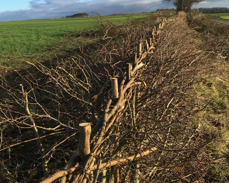 Hedge Laying in Kent: The Ancient, Hard Craft Shaping Britain's Landscape