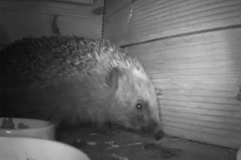 Hedgehog Study: 57% of Cheshire Gardens Host Nocturnal Mammals