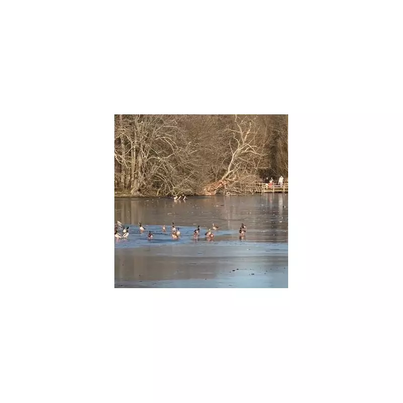 Heroic Rescue Attempt on Frozen Lake Ends with Two Men in Icy Water