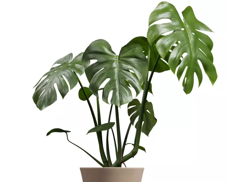 Houseplant First Aid: How Straw Splints and Cinnamon Can Mend Minor Stem Damage