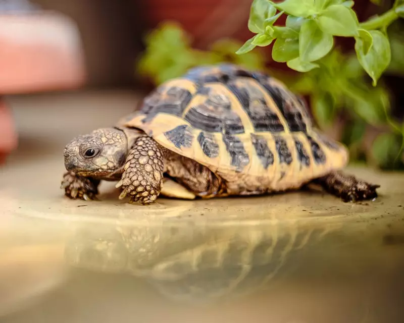 How a Baby Tortoise Became My Stay-at-Home Child in an Empty Nest