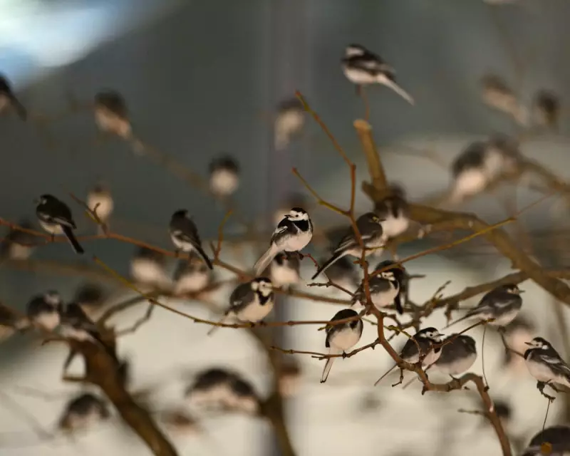 Hundreds of Pied Wagtails Pack Hampshire Shopping Centre for Winter Roost