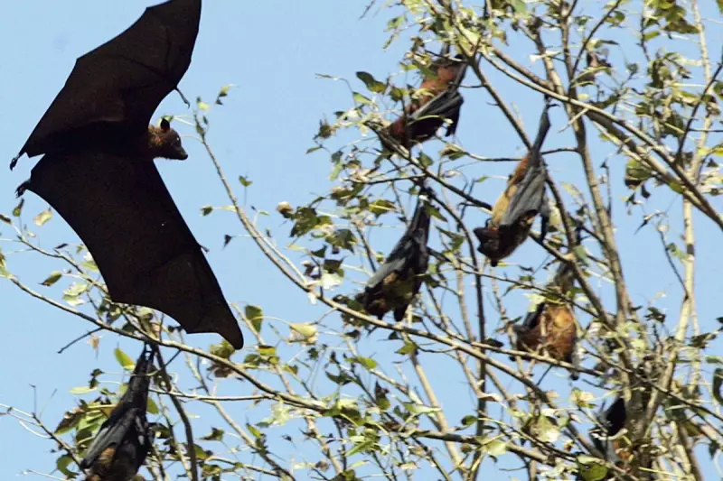 India Scrambles to Contain Deadly Nipah Virus Outbreak in West Bengal