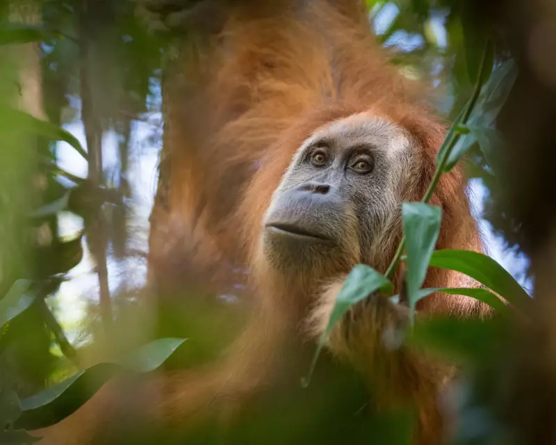 Indonesia Revokes Mining Permits After Floods Kill 11% of World's Rarest Apes