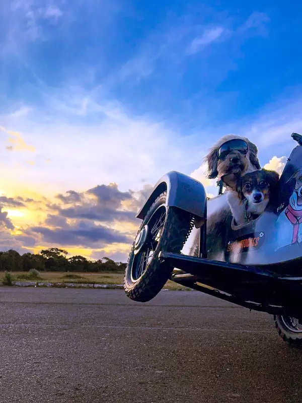 iPhone 15 Pro Max Captures Joy of Rescue Dogs on a Motorbike Ride