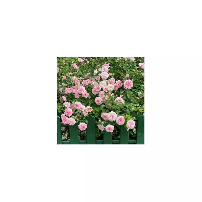 January Pruning Secret for 'Bountiful' Climbing Roses Revealed by Expert