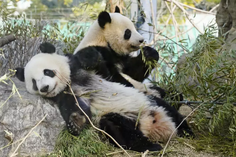 Japan's Last Giant Pandas Depart Amid Diplomatic Tensions with China