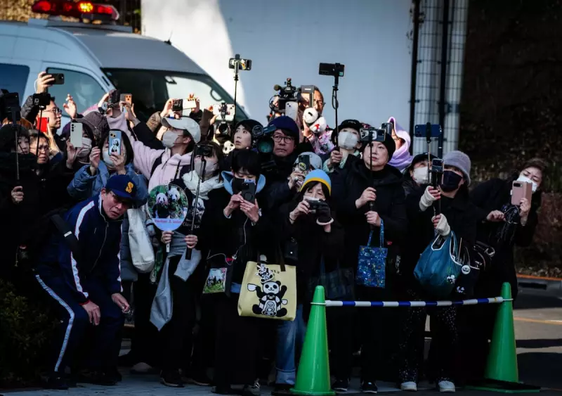 Japan's Last Pandas Depart for China as Diplomatic Ties Cool