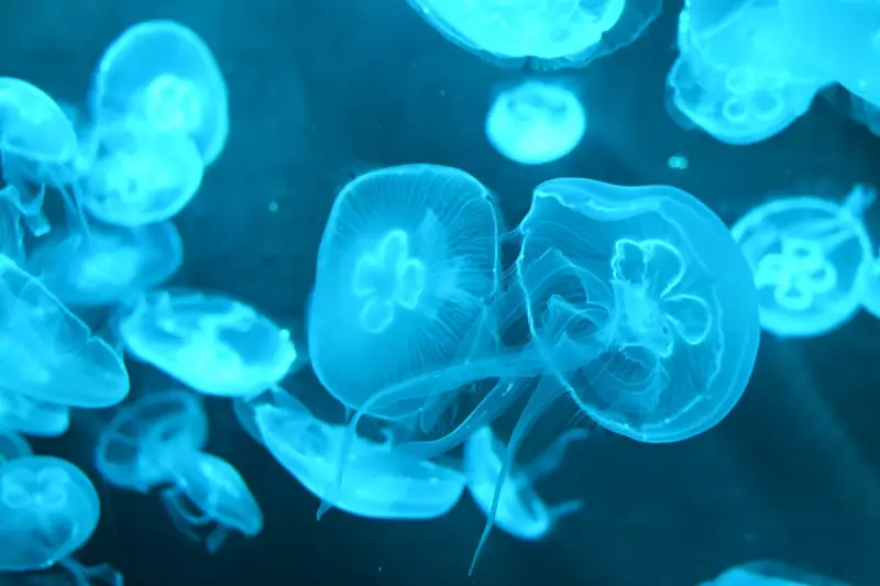 Jellyfish Sleep Study Reveals Ancient DNA Repair Function