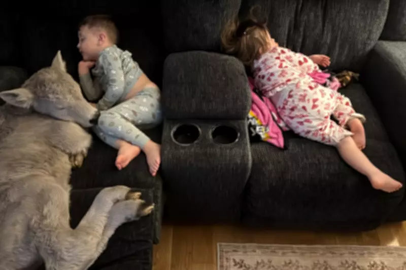 Kentucky Family Rescues Newborn Calf from Bitter Cold, Bringing Farm Animal Indoors