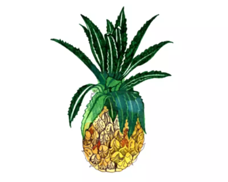Kids' Quiz: Pineapple Leaves & Taste Buds Explained