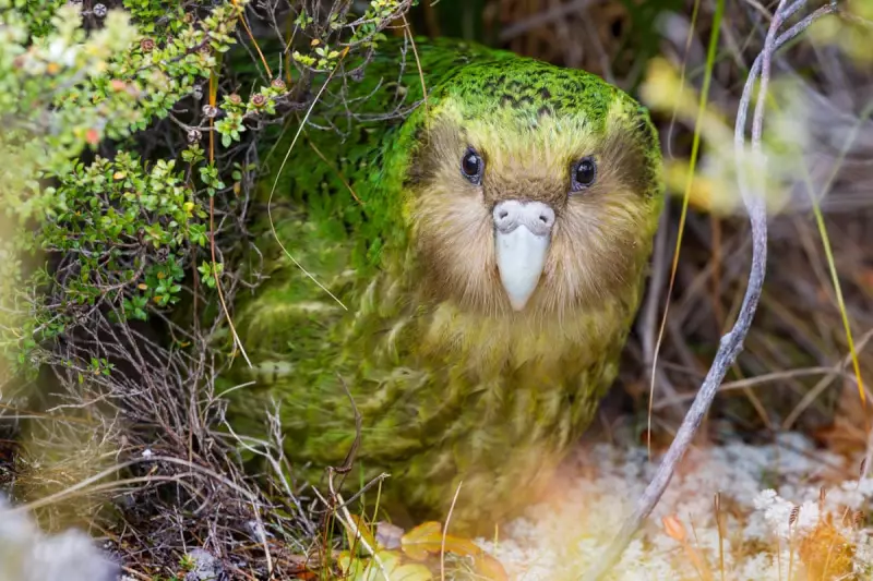 Kākāpō Breeding Boom: Mega Fruit Crop Sparks Hope for Endangered Parrots
