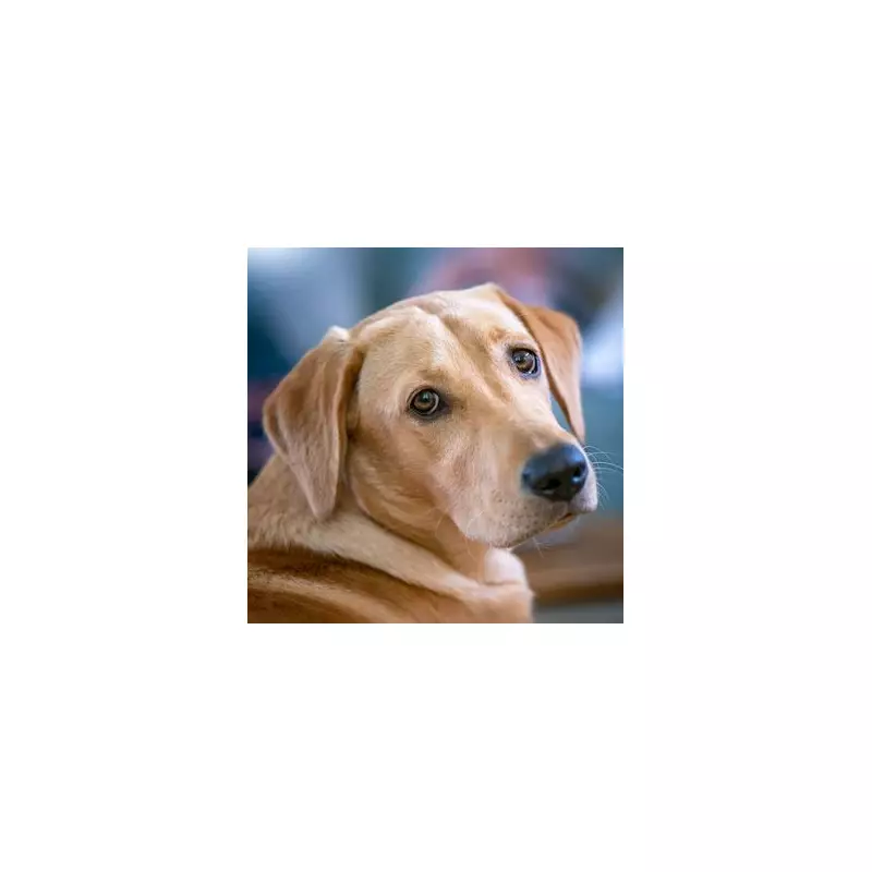 Labrador's Guilty Secret: Owner's Horror at Silent Greeting Uncovered