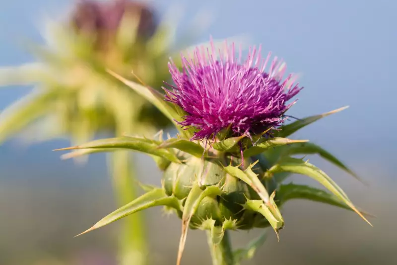 Liver Detox Myths Debunked: Why Teas and Supplements Are Unnecessary