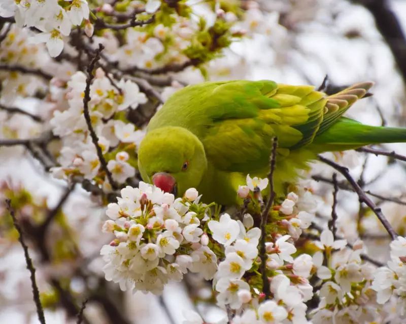 Londoner's Snake Trick Halts Parakeet Invasion on Bird Feeders