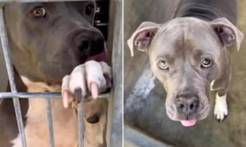 Los Angeles Shelter's 'Sweet' Dog Attack Leads to $3.25 Million Settlement