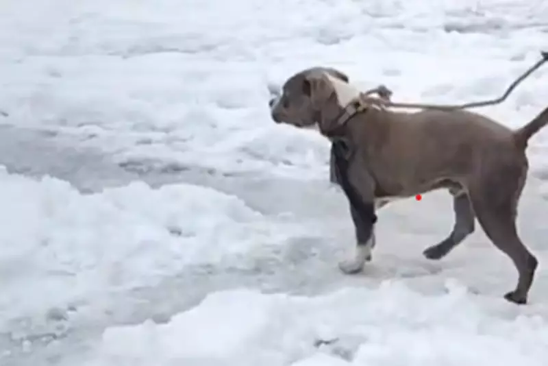 Loyal Pit Bull Guards Owner's Body for Four Days in Himalayan Blizzard
