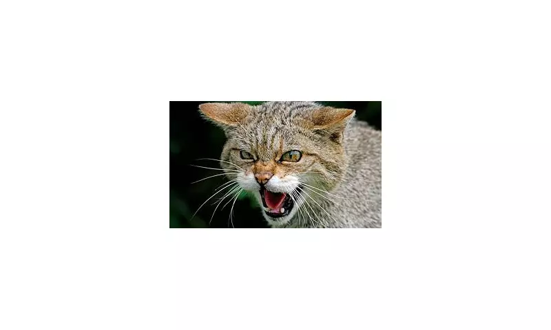 Lynx Reintroduction Push Continues in Scottish Highlands Despite Government Opposition