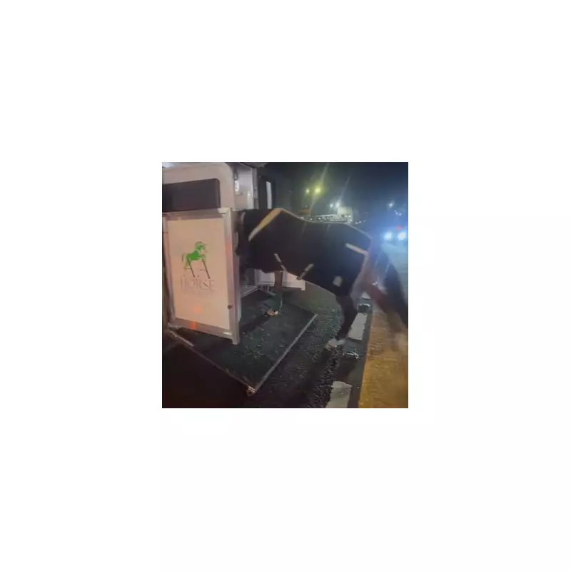 M6 Shut for Dramatic Horse Rescue After Wolverhampton Race