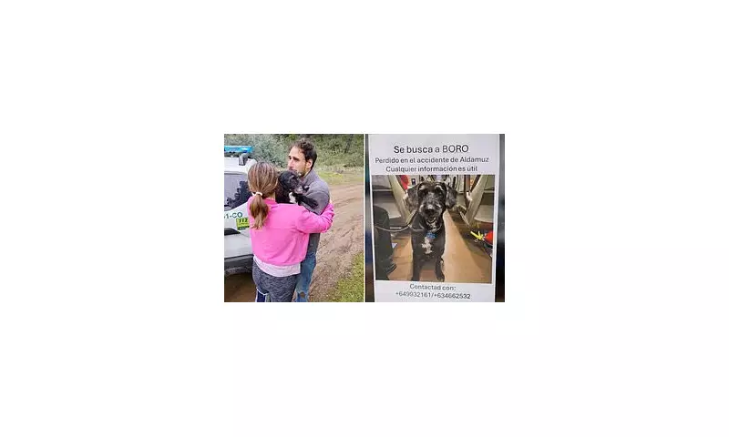 Miracle Reunion: Dog Lost in Spanish Train Disaster Found and Returned to Injured Owner