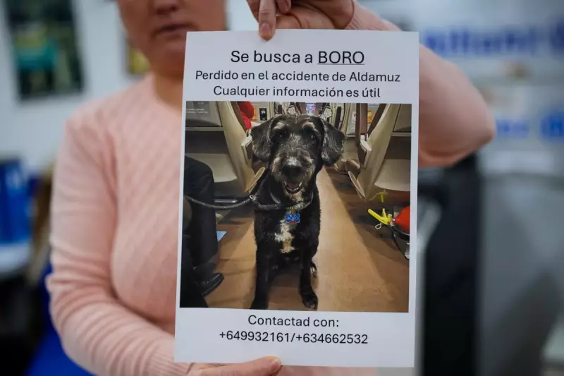 Missing Dog Boro Found After Spain's Tragic Train Crash, Offering Hope