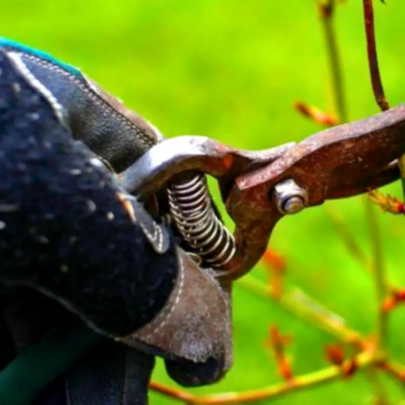 Monty Don's Essential February Gardening Guide: 4 Key Tasks for Spring Success