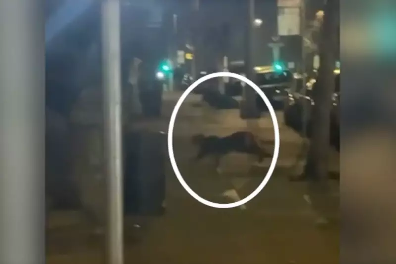 Mountain Lion Spotted in San Francisco's Pacific Heights, Authorities Issue Safety Alert