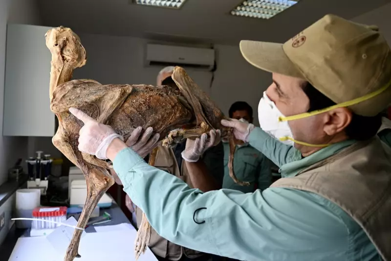 Mummified Cheetahs in Saudi Caves Could Reveal Secrets of Lost Populations