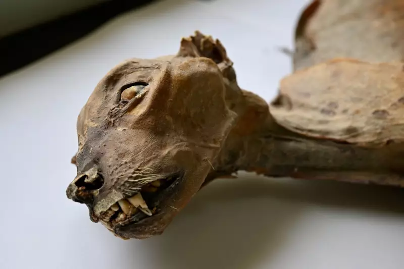 Mummified Cheetahs in Saudi Caves Reveal Secrets of Extinct Populations