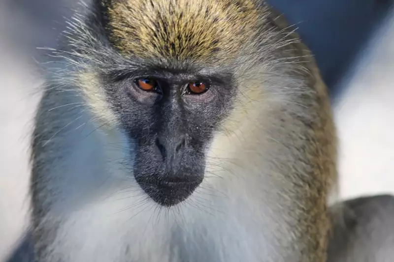 Mystery Monkeys Roam St. Louis Streets, Officials Launch Hunt