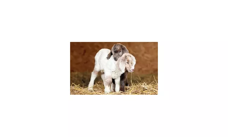 Newborn Goats Dumped in Bin in Kent Survive Freezing Ordeal