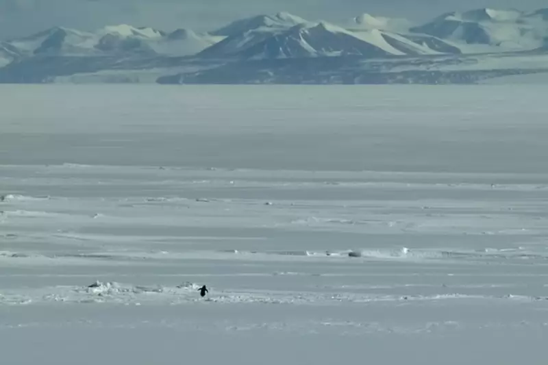 Nihilistic Penguin Meme from Herzog Documentary Goes Viral Online