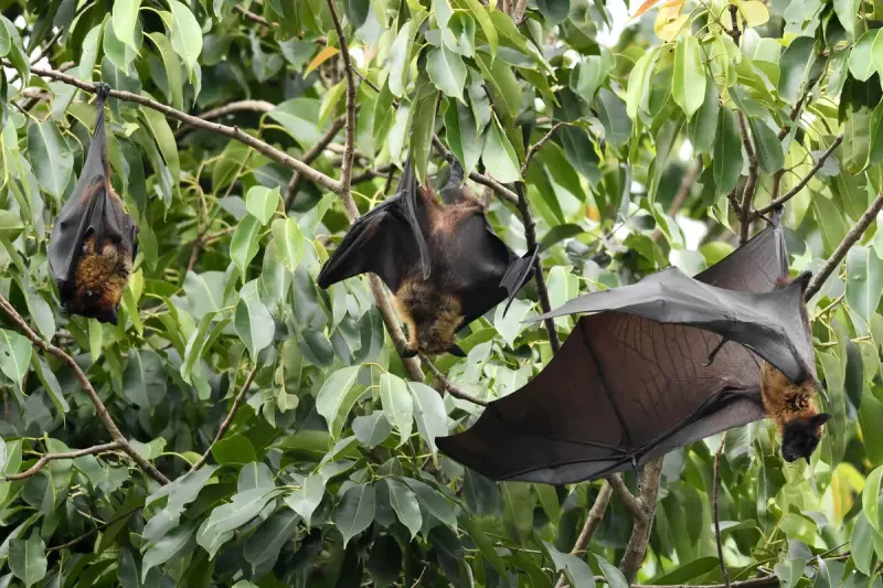 Nipah Virus Outbreak Sparks Bat Testing at Kolkata Zoo and Asian Airport Screening